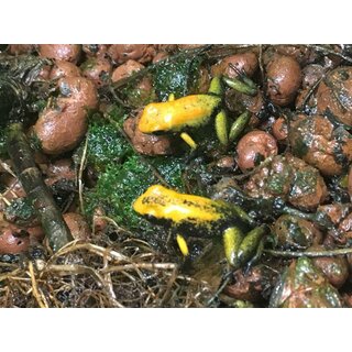 Phyllobates bicolor