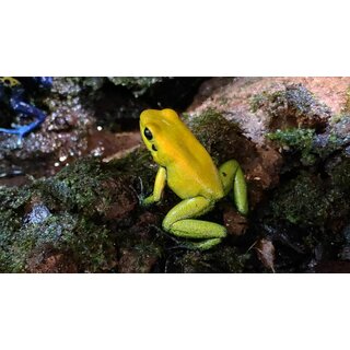 Phyllobates bicolor