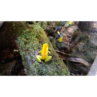 Phyllobates bicolor