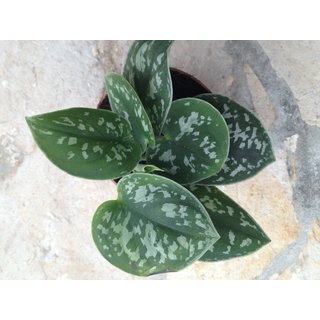Efeutute | Scindapsus pictus