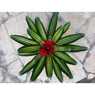 Neoregelia green stripes (bromelie)