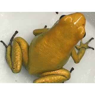 Phyllobates terribilis gelb