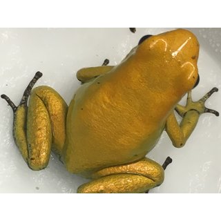 Phyllobates terribilis orange
