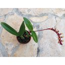 Bulbophyllum falcatum