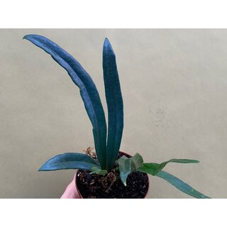 Microsorum steerei