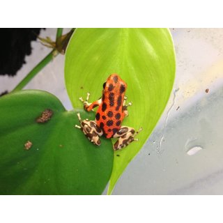 Oophaga pumilio Bastimentos Breedingpair