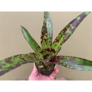 Neoregelia green pointet (bromelie)