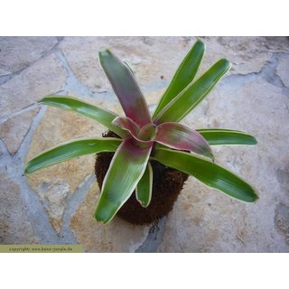 Neoregelia fireball mini in Xaximtopf