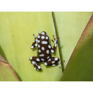 Excidobates mysteriosus