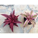 Cryptanthus Mix