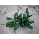 Microgramma nitida