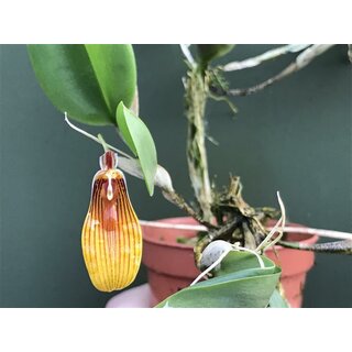 Restrepia striata