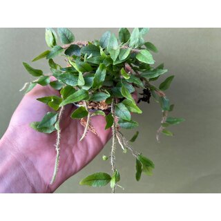 Microgramma vaccinifolium