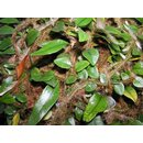 ANGEBOT Microgramma vaccinifolium