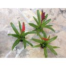 Bromelien Mix SPEZIAL PREIS
