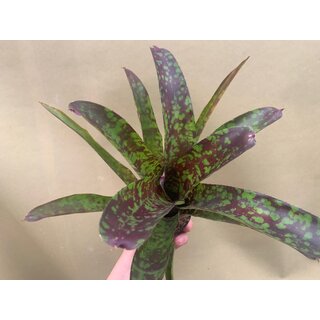 Neoregelia marmorata