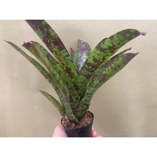 Neoregelia marmorata