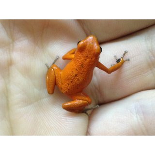 2,1 Oophaga pumilio Nancy/Solarte Zuchtgruppe