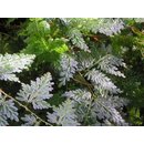 Selaginella wildenowii