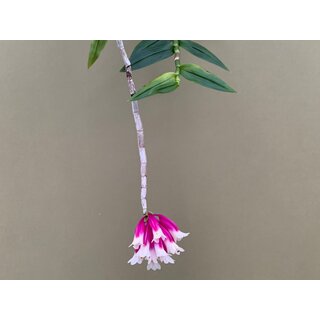 Dendrobium lawesii