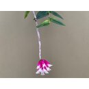 Dendrobium lawesii