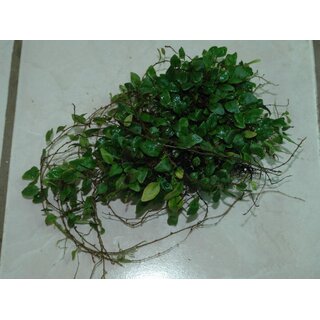 Microgramma tecta var. nana