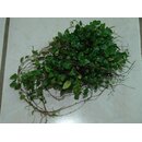 Microgramma tecta var. nana