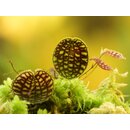 Lepanthes calodictyon 