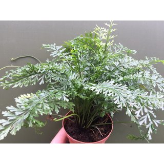 Polystichum lepidocaulon