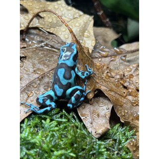 Dendrobates auratus Bronze Birkhahn