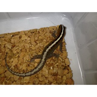 Breedingpair Gonatodes vittatus