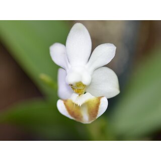 Phalaenopsis lobbii 