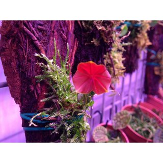 Angebot Lepanthes telipogoniflora