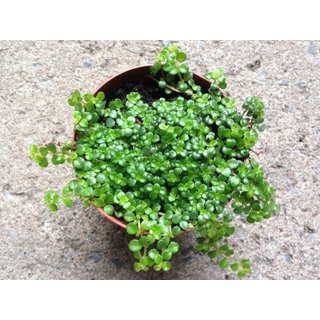 Pilea depressa