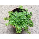 Pilea depressa