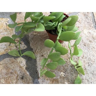 Dischidia oiantha