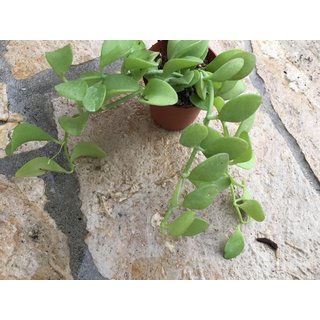 Dischidia oiantha