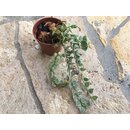 Dischidia ruscifolia varigata