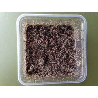 Tropische Springschw�nze ( Collembola ) (500ml Dose)