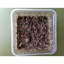 Tropische Springschw�nze ( Collembola ) (500ml Dose)