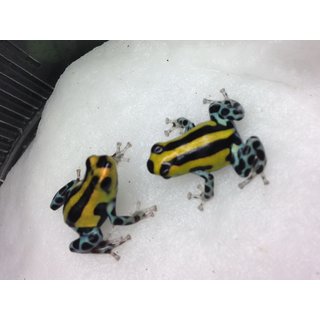 Ranitomeya lamasi Standart ( Hochland)