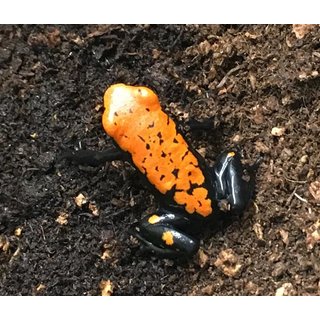 Dendrobates galactonotus orange 75%
