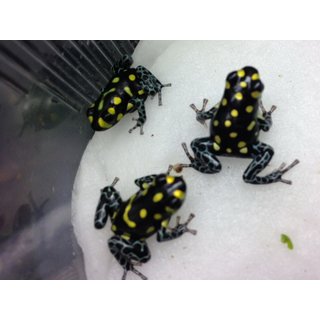 Ranitomeya vanzolinii
