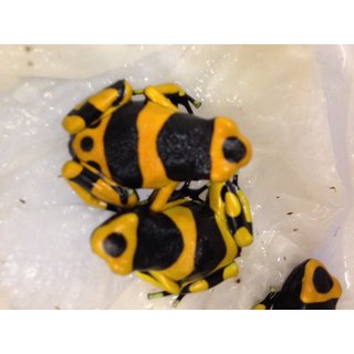 Dendrobates leucomelas British Guyana