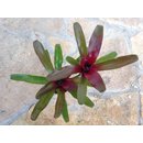 Neoregelia fireball mini Nr. 2 (bromelie)