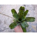 Neoregelia pauciflora