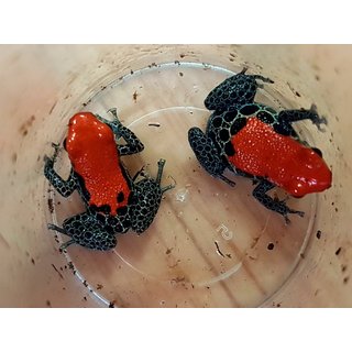 Ranitomeya reticulata