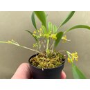 Platystele stenostachya