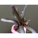 Neoregelia purple lila mini 