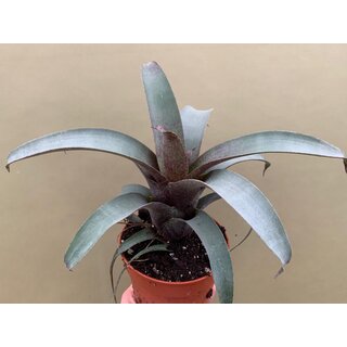 Vriesea saundersii